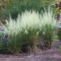 White Cloud Muhly Grass -Plant Seed Store White Cloud Muhly Grass 4 FGT