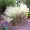 White Cloud Muhly Grass 1 White Cloud Muhly Grass -Plant Seed Store White Cloud Muhly Grass FGT 600x600 d8a1f48b 237f 4352 8030 fb79a8192b80