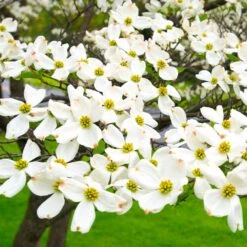 White Dogwood 12 White Dogwood -Plant Seed Store White Dogwood 19 FGT