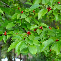 White Dogwood 15 White Dogwood -Plant Seed Store White Dogwood 1 BB