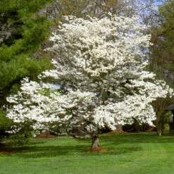 White Dogwood 14 White Dogwood -Plant Seed Store White Dogwood 7 FGT