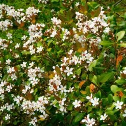Snow White Indian Hawthorn Shrub -Plant Seed Store White Indian Hawthorn 1
