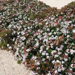 Snow White Indian Hawthorn Shrub -Plant Seed Store White Indian Hawthorn 2