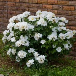 White Knock Out® Rose -Plant Seed Store White Knockout Rose 4