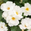 White Knock Out® Rose -Plant Seed Store White Knockout Rose FGT 600x600 fc28c2f4 7035 4827 9469 63a39fd1b55c
