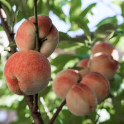 White Lady Peach Tree -Plant Seed Store White Lady Peach 5