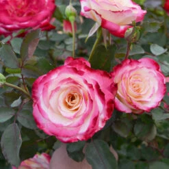 White Lies™ Rose Shrub -Plant Seed Store White Lies Rose 2