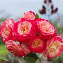 White Lies™ Rose Shrub -Plant Seed Store White Lies Rose 3