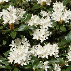 White Rhododendron -Plant Seed Store White Rhododendron 2 FGT