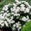 White Rhododendron -Plant Seed Store White Rhododendron FGT 600x600 2e6f5762 d561 4abf be22 376d963cbe0f