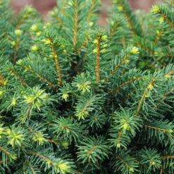 White Spruce Tree -Plant Seed Store White Spruce Tree 3 FGT