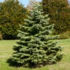White Spruce Tree -Plant Seed Store White Spruce Tree FGT 600x600 3b8f2baa 581d 4a29 9f38 25d68bbf5905
