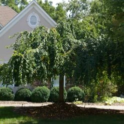 White Weeping Cherry Tree -Plant Seed Store White Weeping Cherry 1