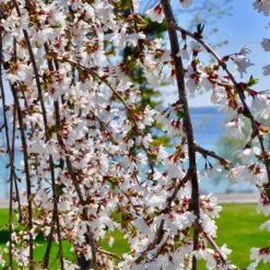 White Weeping Cherry Tree -Plant Seed Store White Weeping Cherry 3 FGT