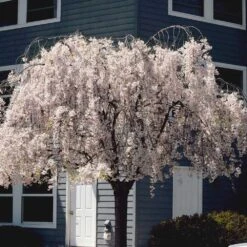 White Weeping Cherry Tree -Plant Seed Store White Weeping Cherry 6