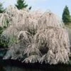 White Weeping Cherry Tree -Plant Seed Store White Weeping Cherry FGT 600x600 2772d3e2 e793 4828 9adb a164daf8ea05