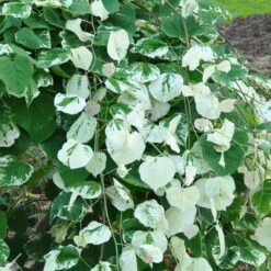 Whitewater Redbud Tree -Plant Seed Store Whitewater Redbud 2