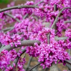 Whitewater Redbud Tree -Plant Seed Store Whitewater Redbud 3