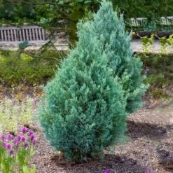 Juniper 'Wichita Blue' Tree 10 Juniper 'Wichita Blue' Tree -Plant Seed Store Wichita Blue Juniper 4