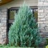 Juniper 'Wichita Blue' Tree -Plant Seed Store Wichita Blue Juniper FGT 600x600 98f51b0e 0d59 4016 a314 0615788fed70