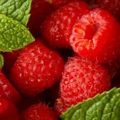 Willamette Red Raspberry Bush -Plant Seed Store Wiliamette Raspberry 5 FGT