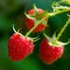 Willamette Red Raspberry Bush 2 Willamette Red Raspberry Bush -Plant Seed Store Wiliamette Raspberry FGT 600x600 f266ea61 ef46 4719 9b73 2def5407c6b2