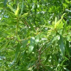 Willow Oak Tree -Plant Seed Store Willow Oak 3