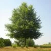 Willow Oak Tree -Plant Seed Store Willow Oak FGT 600x600 7d354e98 87f3 4b40 9a52 d954f7a224a0