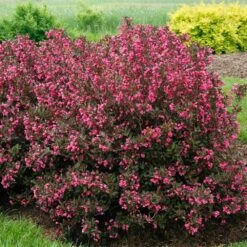 Wine & Roses® Weigela Shrub -Plant Seed Store Wine and Roses Weigela 2 FGT