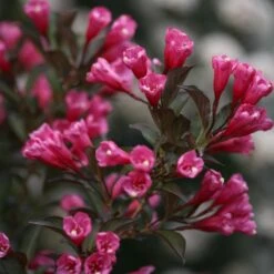 Wine & Roses® Weigela Shrub -Plant Seed Store Wine and Roses Weigela 3 FGT