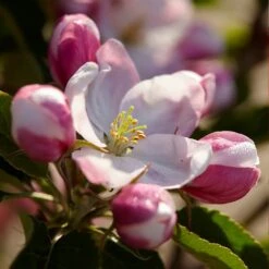Winesap Apple Tree -Plant Seed Store Winesap Apples 3