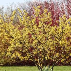 Common Witch Hazel Shrub -Plant Seed Store Witch Hazel 6