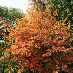 Common Witch Hazel Shrub -Plant Seed Store Witch Hazel 7