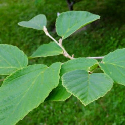 Diane Witch Hazel Shrub -Plant Seed Store Witch Hazel Diane 2