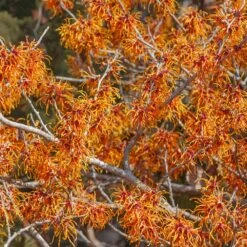 Jelena Witch Hazel Shrub -Plant Seed Store Witch Hazel Jelena 1