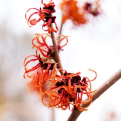 Jelena Witch Hazel Shrub -Plant Seed Store Witch Hazel Jelena 2