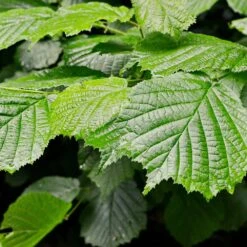 Jelena Witch Hazel Shrub -Plant Seed Store Witch Hazel Jelena 4