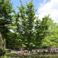 Jelena Witch Hazel Shrub -Plant Seed Store Witch Hazel Jelena 6