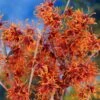 Jelena Witch Hazel Shrub -Plant Seed Store Witch Hazel Jelena 600x600jpg