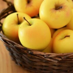 Golden Delicious Apple Tree 9 Golden Delicious Apple Tree -Plant Seed Store Yellow Delicious Apples 4 FGT