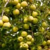 Golden Delicious Apple Tree -Plant Seed Store Yellow Delicious Apples 600x600 485fb1ff 342f 4f7f 8bfa 656de79e199b
