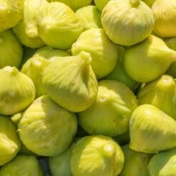 Yellow Fig Tree 10 Yellow Fig Tree -Plant Seed Store Yellow Fig 1