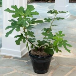 Yellow Fig Tree 9 Yellow Fig Tree -Plant Seed Store Yellow Fig 4