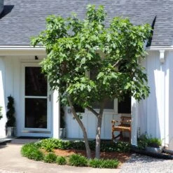 Yellow Fig Tree 11 Yellow Fig Tree -Plant Seed Store Yellow Fig 5