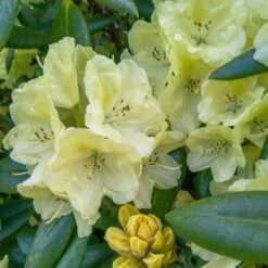 Yellow Rhododendron -Plant Seed Store Yellow Rhododendron 2 FGT