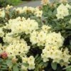 Yellow Rhododendron -Plant Seed Store Yellow Rhododendron FGT 600x600 da90324d 690b 4a8b 80bc 906a033d948e