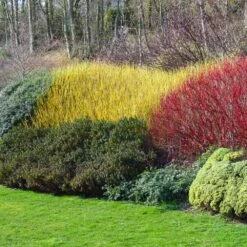 Yellow Twig Dogwood Shrub -Plant Seed Store Yellow Twig Dogwood 1