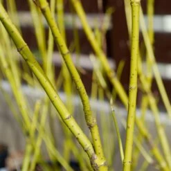 Yellow Twig Dogwood Shrub -Plant Seed Store Yellow Twig Dogwood 4 FGT