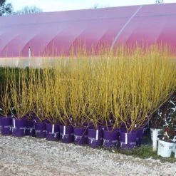 Yellow Twig Dogwood Shrub -Plant Seed Store Yellow Twig Dogwood 8