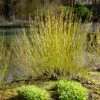 Yellow Twig Dogwood Shrub -Plant Seed Store Yellow Twig Dogwood FGT 600x600 3b356f68 5193 4190 99ba deced1892076